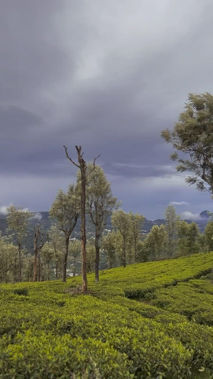 Ooty